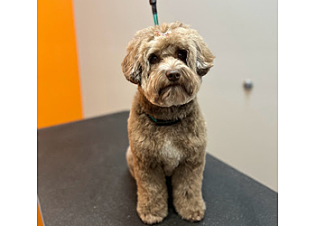 Frisco Pet Grooming Petbar Boutique