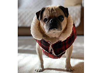 Toledo Dog Walkers Petcheck Pet Sitting