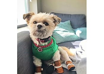 Toledo Dog Walkers Petcheck Pet Sitting