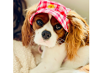 Petco - Salem, OR Pet Stores - Service Highlights