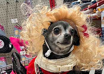 Albuquerque Pet Stores Petco Albuquerque