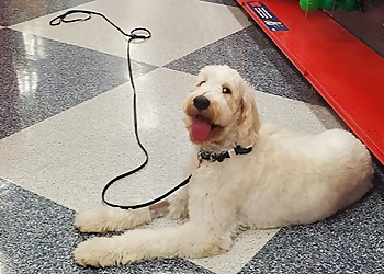 Costa Mesa Pet Stores Petco Costa Mesa