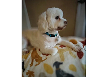 Petco Dog Grooming Waterbury - Waterbury, CT Pet Grooming