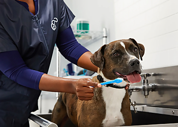 Petco Grooming - Boulder, CO Pet Grooming - Service Team Image
