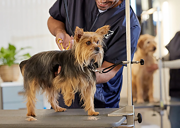 Petco Grooming - Boulder, CO Pet Grooming - Professional Highlights