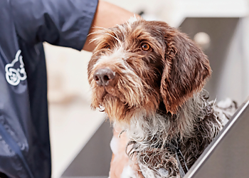 Hampton Pet Grooming Petco Grooming