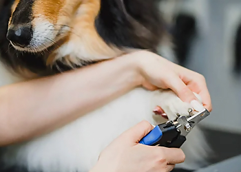 Hampton Pet Grooming Petco Grooming