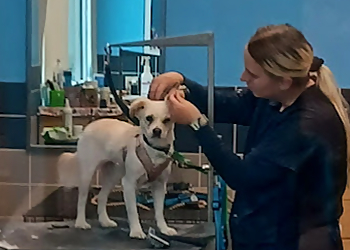 Honolulu Pet Grooming Petco Grooming