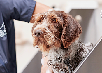 Honolulu Pet Grooming Petco Grooming