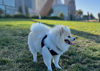 Walnut Creek Pet Grooming Petco Grooming