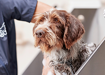 Reno Pet Grooming Petco Grooming Reno