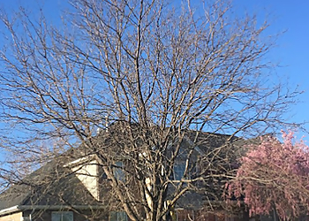 Provo Tree Services Peterson Tree Care