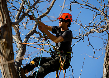 Provo Tree Services Peterson Tree Care