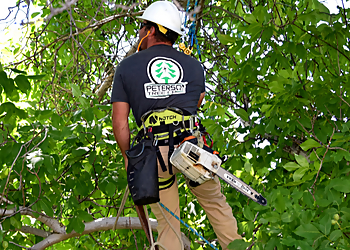 Peterson Tree Care Provo Tree Services image 1