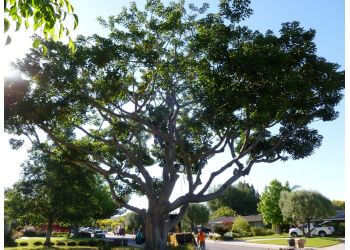 Peterson's Tree Works Inc - Orange, CA Tree Services - Service Image