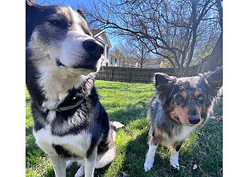 Olathe Dog Walkers Petey's Playhouse Pet Services, LLC