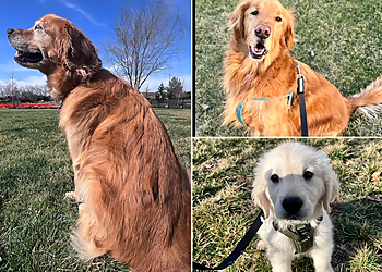 Olathe Dog Walkers Petey's Playhouse Pet Services, LLC