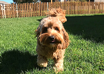 Overland Park Dog Walkers Petey's Playhouse Pet Services, LLC