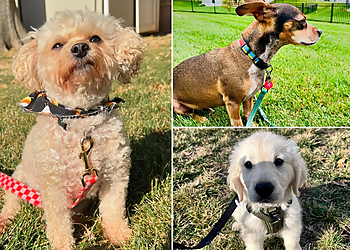 Overland Park Dog Walkers Petey's Playhouse Pet Services, LLC