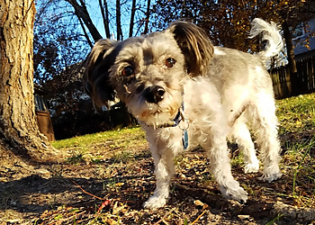 Petey's Playhouse Pet Services, LLC Overland Park Dog Walkers image 1