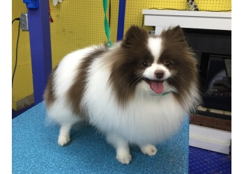 3 Best Pet Grooming in Durham, NC - Expert Recommendations