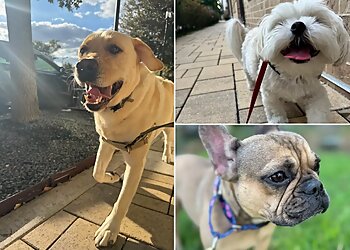 Austin Dog Walkers Pets Domain ATX