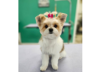 Port St Lucie Pet Grooming Pet's Place Grooming