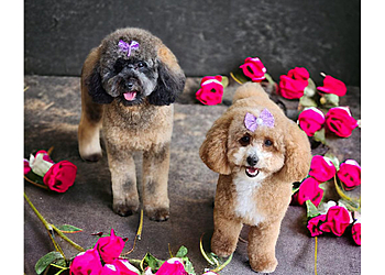 Port St Lucie Pet Grooming Pet's Place Grooming