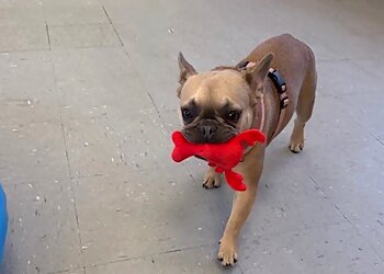 Richmond Dog Walkers Pets at Play