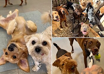 Richmond Dog Walkers Pets at Play