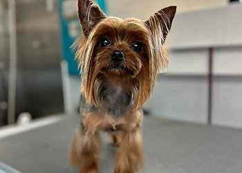 Palmdale Pet Grooming Pets in Style Grooming