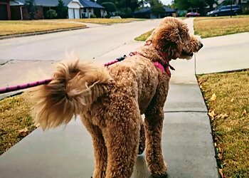 Phelps Family Pet Sitters Oklahoma City Dog Walkers image 1
