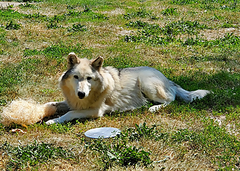 Aurora Places To See Phillips Park Zoo