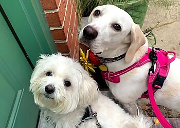 Philadelphia Dog Walkers Phl Pets