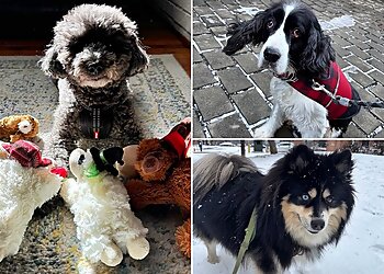 Philadelphia Dog Walkers Phl Pets