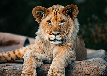 Phoenix Places To See Phoenix Zoo