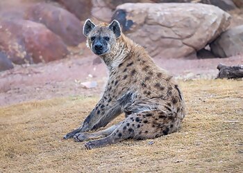 Phoenix Places To See Phoenix Zoo