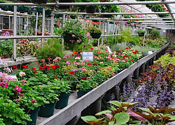 Pierson's Flower Shop & Greenhouses - Cedar Rapids, IA Florists - Bouquet Image