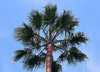 Daly City Tree Services Pineda Tree Service