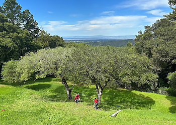 Daly City Tree Services Pineda Tree Service