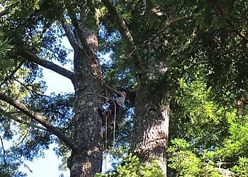 Pineda Tree Service Daly City Tree Services image 1