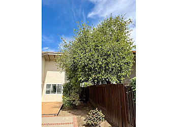 Los Angeles Tree Services Pineda's Tree Care Inc