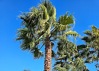 Los Angeles Tree Services Pineda's Tree Care Inc