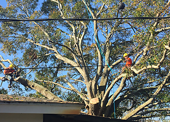 Clearwater Tree Services Pinellas Tree Service