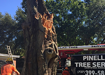 Clearwater Tree Services Pinellas Tree Service