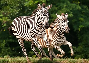 Pittsburgh Places To See Pittsburgh Zoo & Aquarium