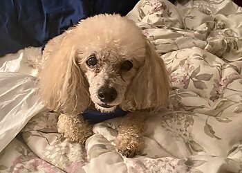 Rochester Veterinary Clinics Pittsford Animal Hospital