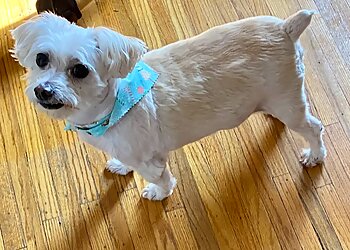 Rochester Veterinary Clinics Pittsford Animal Hospital