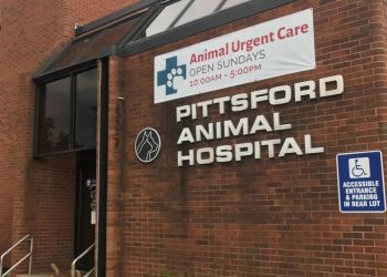 Pittsford Animal Hospital Rochester Veterinary Clinics