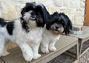 Pixee's Paws Pet Palace Dog Boarding - Arlington, TX Dog Training - Service Highlights